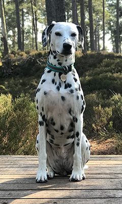 Lucy, de dalmatiër van de gastgevers, zit op een houten vlonder in het bos